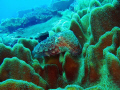   cuddelfish raja ampat  